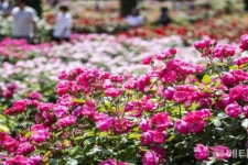 코로나19 여파...에버랜드, 올해 장미축제 대신 로즈가든만 오픈