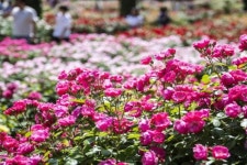 코로나19 여파...에버랜드, 올해 장미축제 대신 로즈가든만 오픈