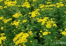 경남도 육성 감국 신품종 ‘원향’ 보급 확대