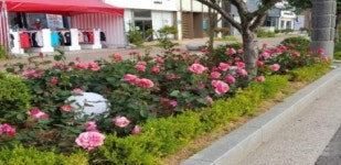 군산시, 수송동 사거리에 장미가 활짝