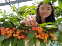 전주시농업기술센터, 5일부터 전북체리농장에서 수확체험 프로그램 및 직거래판매 진행