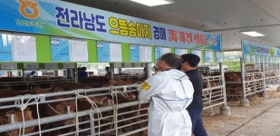 영암군, 으뜸 한우송아지 브랜드 경매시장 개장