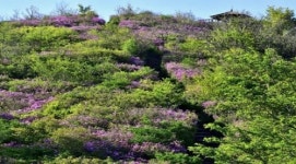 [창원58열전] 비옥한 쌀밭서 살기 좋은 사파로