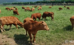 고흥군, TMR 사료가공 공장 유치 쾌거