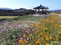 불법쓰레기 투기 장소에 활짝 핀 코스모스