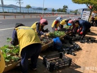 여수시 돌산읍, 겨울꽃으로 아름다운 관광환경 조성