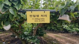 신안군, 천일염 활용한 고품질 농산물 생산 추진