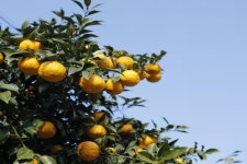 완도유자, 해풍맞고 자라서 맛·향 우수 ... 올해 3,100톤 수확