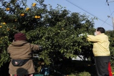 완도유자, 해풍맞고 자라서 맛·향 우수 ... 올해 3,100톤 수확