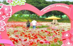 장성군, 장성 황룡강 (洪)길동무 꽃길축제, 빈센트의 봄 취소