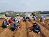 순천시 도시농업, 가족사랑 텃밭작물 체험활동
