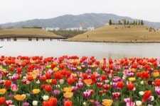 2023 순천만국제정원박람회 붐 조성, 튤립 알뿌리 10만개 나눔행사 개최