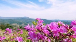 광양시 백운산 국사봉, 핑크빛 철쭉으로 물들다