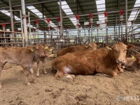 화순군, ‘스마트·친환경’으로 미래 축산업 육성