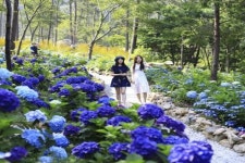 “싱그러운 초여름, 해남에서 힐링하세요”…달마고도·4est수목원 등  해남 여행지 3선
