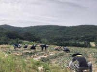 부안군 변산면사무소, 농촌일손돕기 나서