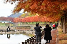 [포토] 담양군, 가을 머금은 담양 관방제림