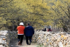경기도, 이천 산수유마을 등 생태관광거점 조성 마무리