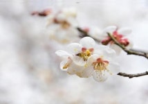 대구수목원 화창한  봄소식 알림