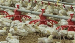 나주시, ‘동물복지형 녹색축산농장’ 지정 확대