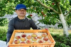 남원시, 춘향골 명품 노지 복숭아 본격 수확