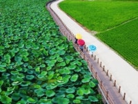 대구 동구 안심창조밸리 연꽃단지 여름철 관광지 부각