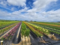 농촌진흥청, 새만금 간척지에서 ‘경관 화훼 연구’ 시작
