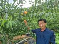 화순군, 복숭아 품종 보급 ‘첫 결실’...보급 품종 첫 출하