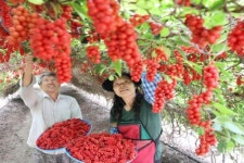 [포토] 태풍 이겨낸 함양 백전 오미자 수확