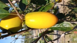 농진청, 단감·홍시 두 가지 맛 즐길 수 있는 ‘봉황’ 재배하세요