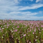 전남도, 나주 계량마을 등 유기농 생태마을 7개소 신규 지정