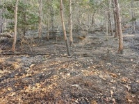 순천시 별량면, 주불 진화