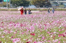 임실군 운암면 쌍암리 인근 축구장 19개 크기 43,500여 평에 코스모스 활짝