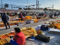 구례군, ‘구례 감’특별 직거래 장터 운영…100여 농가 참여
