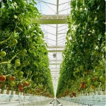 고흥군, 스마트팜 입주 청년농업인 ‘토마토’ 본격 출하