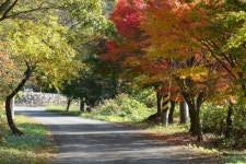 [포토] 나주 녹야원 단풍길 ‘붉은 융단’ 장관