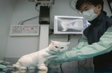 SKT 반려동물 AI 의료 서비스, 호주·싱가포르 진출