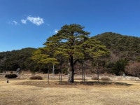 [기장군 브리핑] 5개 읍면서 천연기념물 정이품송 만난다 등
