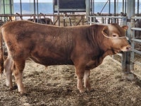 고창군, 한우농가에서 한우씨수소 선발...“민간 농가 전국 첫 사례”