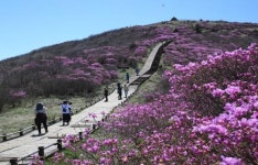 [포토]구례군, 지리산 노고단 철쭉 만개