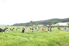 영광군, 제10회 영광찰보리 어울마당 성료…관람객 12,000여 명 방문