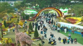 화순군, 화순 고인돌 가을꽃 축제 성료…국화·조형물 전시  20일까지 유지