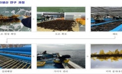 [기장군 브리핑] ‘자체생산 고품질 기장미역 종자’ 어업인 보급 등