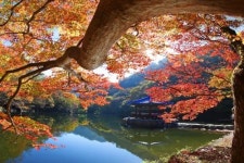 정읍시, 내장산 단풍 16~17일 절정…‘애기단풍’ 매력