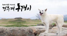 경주시, ‘경주개 동경이·금이관이’ 상징물 추가 지정 검토