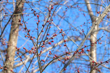 [포토] 늦추위 이겨내고 꽃망울 터뜨린 순천 탐매마을 홍매화