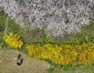 5일 전국에 봄비… 강원 높은 산에는 눈, 비 그친 뒤 황사 유입 가능