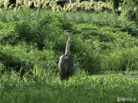 [포토] 정관 생태하천 학습문화축제 첫날 기장군 좌광천 찾은 왜가리