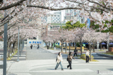 국립부경대학교 캠퍼스, 올해도 핑크빛 넘실넘실