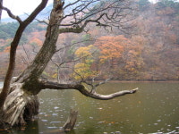 청송 주산지